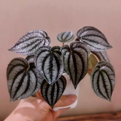 土拨鼠椒草秋海棠蟆叶类阳台室外客厅桌面绿植盆栽观叶赏花植物