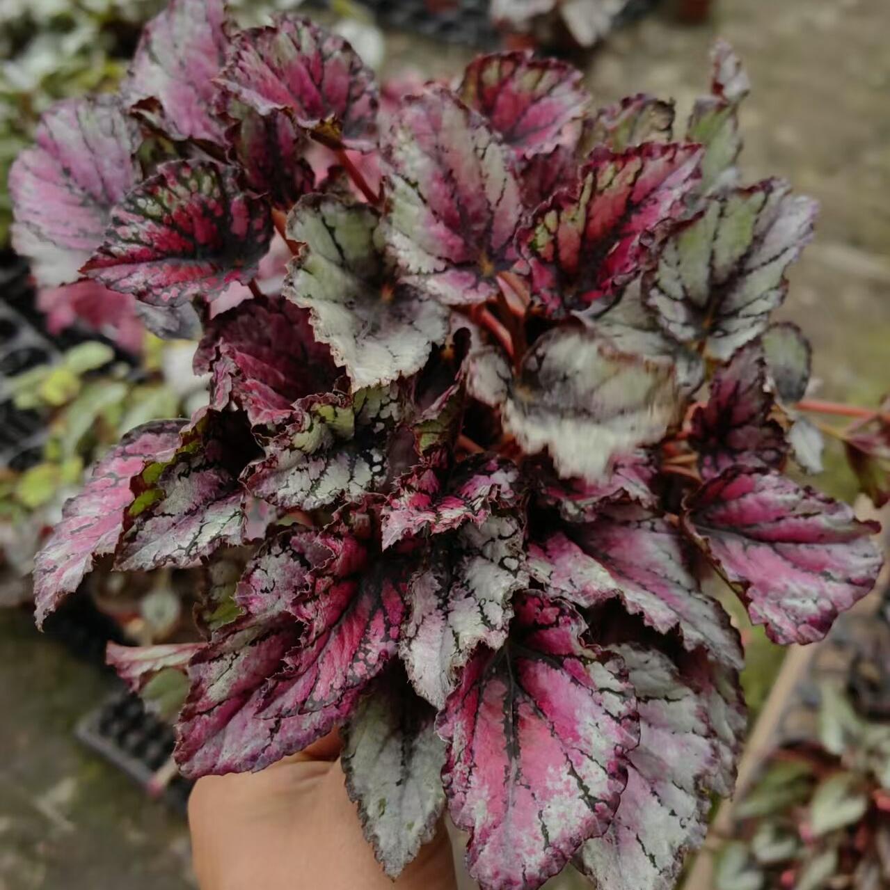 黑纹秋海棠蟆叶类阳台室外室内客厅桌面绿植盆栽观叶赏花植物