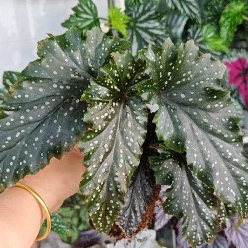 迷妹秋海棠盆栽  竹节类  室内彩叶芋海芋海棠花观叶水培植物热植