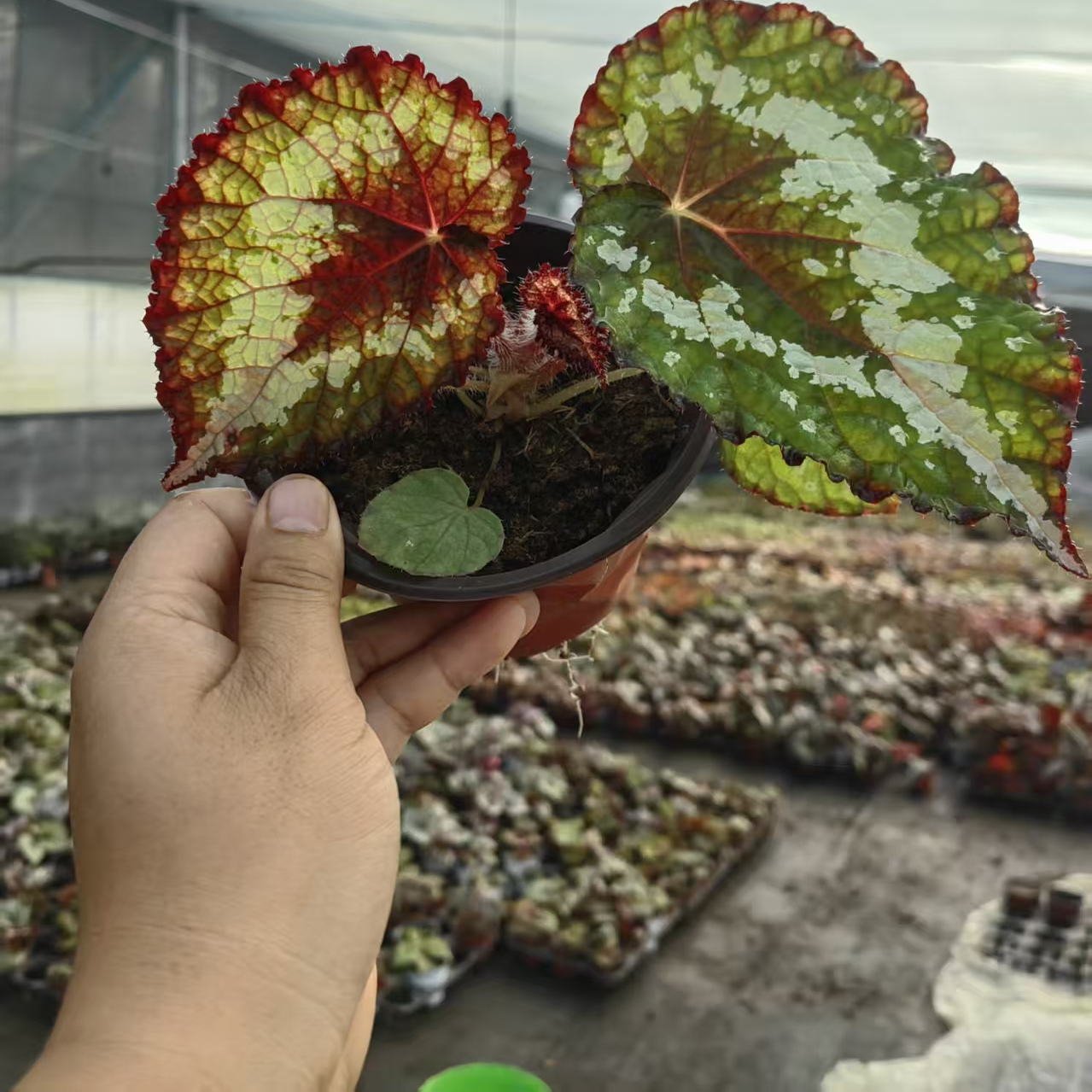 午夜幽灵秋海棠蟆叶室内网红盆栽丝型福寿植物鸟观叶赏花盆栽花卉