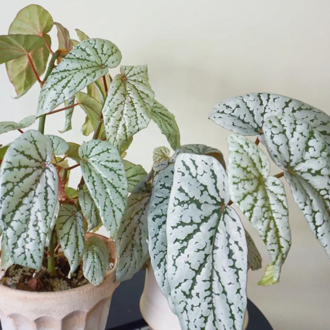 梨花秋海棠竹节类阳台室外室内客厅桌面绿植盆栽观叶赏花植物多彩