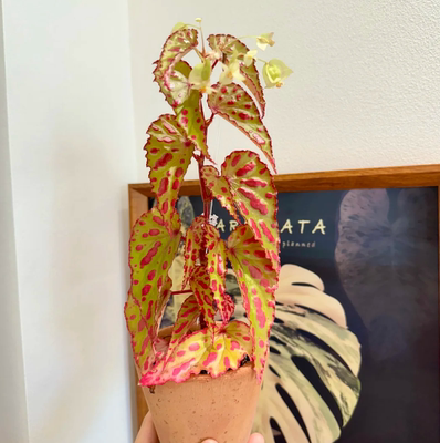 粉熔岩秋海棠雨林缸闷养品种观叶赏花盆栽桌面小盆栽