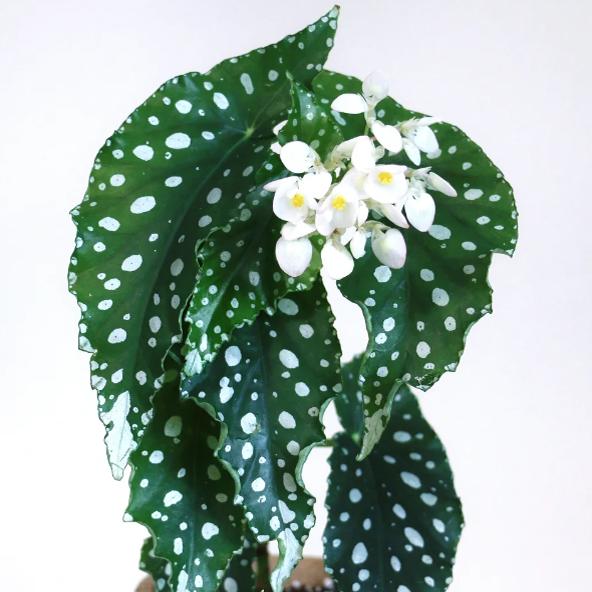 安娜格蕾丝秋海棠 竹节类 鳟鱼室内彩叶芋海芋海棠花观叶水培植物