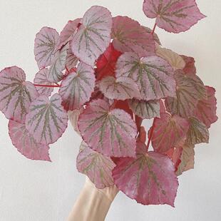 马丁之谜秋海棠蟆叶类 室内网红盆栽丝型福寿植物鸟观叶赏花盆栽