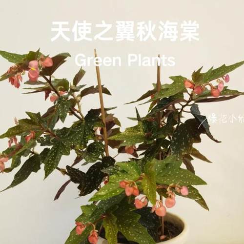 天使之翼秋海棠盆栽竹节类室内彩叶芋海芋海棠花观叶水培植物热植