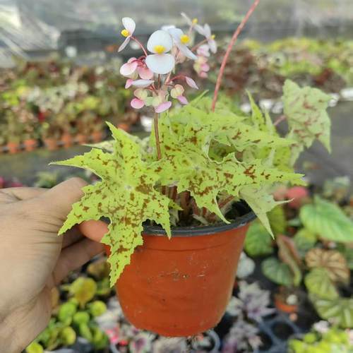 柠檬几何秋海棠蟆叶类阳台室外室内客厅桌面绿植盆栽观叶赏花植物