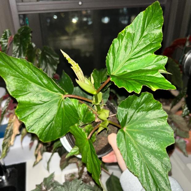 酒吧秋海棠盆栽  竹节类  鳟鱼室内彩叶芋海芋海棠花观叶水培植物