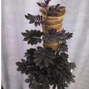 厄瓜多尔紫茄秋海棠阳台室外室内客厅桌面绿植盆栽观叶赏花植物