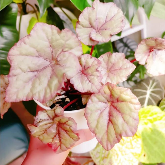 露珠秋海棠蟆叶类  室内网红盆栽丝型福寿植物鸟观叶赏花盆栽花卉