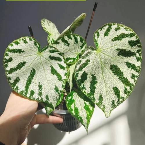 帝王银珠秋海棠蟆叶  网红盆栽高端观叶植物蓝孔雀DS系列蓝孔雀