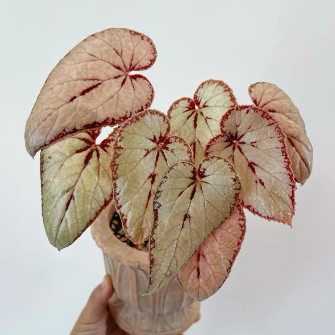 银伊度秋海棠蟆叶类  室内网红盆栽龙川萤火银伊度观叶赏花盆栽