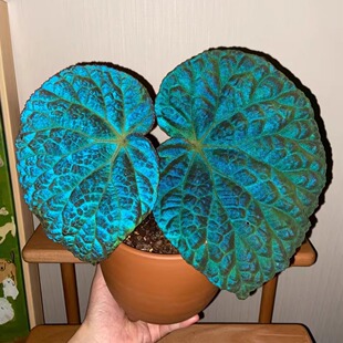 滇缅秋海棠蟆叶类阳台室外室内客厅桌面绿植盆栽观叶赏花植物