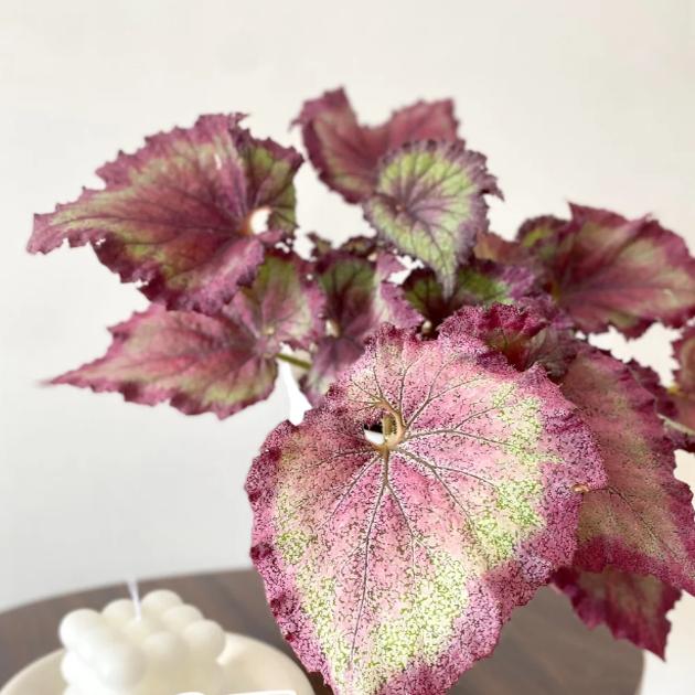 绮丽秋海棠蟆叶类  室内网红盆栽丝型福寿植物鸟观叶赏花盆栽花卉