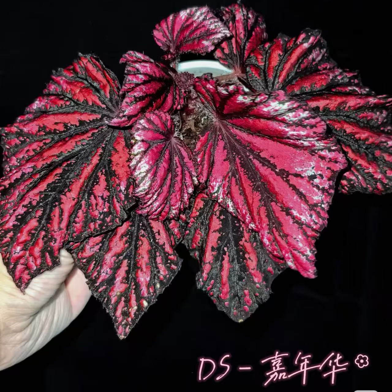 DS嘉年华秋海棠蟆叶室内网红盆栽丝型福寿植物鸟观叶赏花盆栽花卉