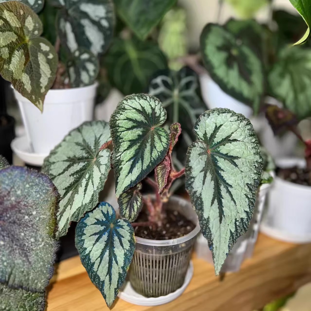 中大秋海棠蟆叶类阳台室外室内客厅桌面绿植盆栽观叶赏花植物