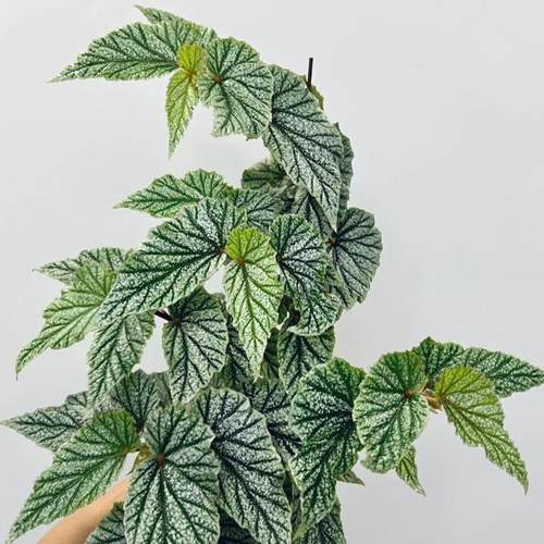 唐米勒秋海棠盆栽 竹节类 室内彩叶芋海芋海棠花观叶水培植物热植