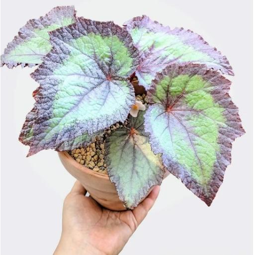 魅力秋海棠蟆叶室内网红盆栽丝型福寿植物鸟观叶赏花盆栽花卉