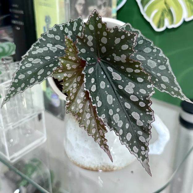 巧克力甜筒秋海棠竹节类阳台室外室内客厅桌面绿植盆栽观叶赏花植,鲜花速递/花卉仿真/绿植园艺,时令草本花卉,淘宝优惠券,粉丝福利购,淘宝优惠卷