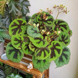 铁十字秋海棠蟆叶类 室内网红盆栽丝型福寿植物鸟观叶赏花盆栽花