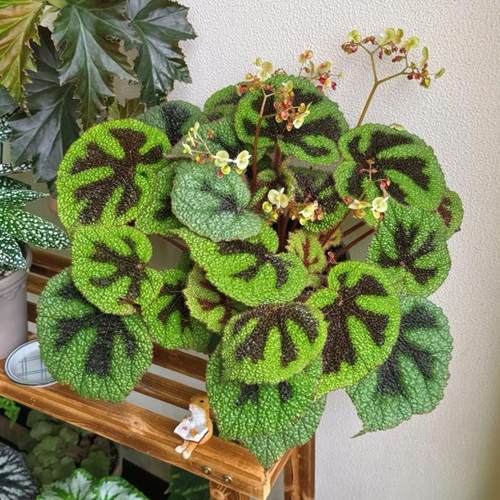 铁十字秋海棠蟆叶类  室内网红盆栽丝型福寿植物鸟观叶赏花盆栽花