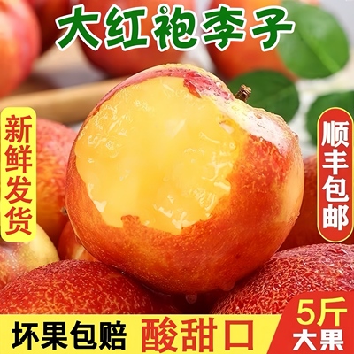 辽宁大红袍李子特大果新鲜酸脆甜孕妇水果当季现摘恐龙蛋顺丰包邮