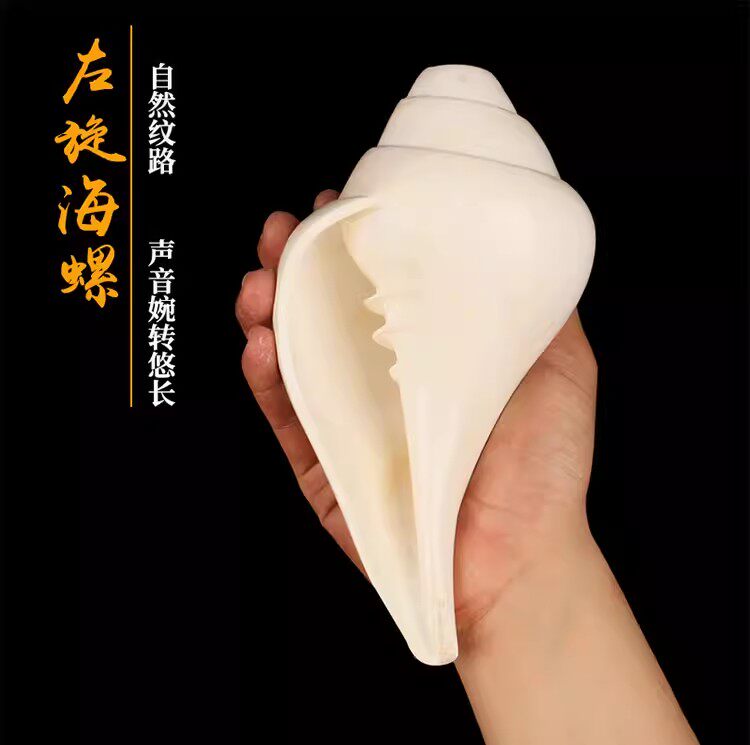 尼泊尔进口白海螺贝壳左旋法螺