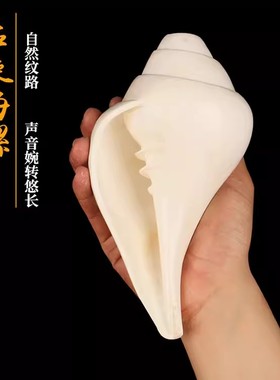尼泊尔进口白海螺贝壳左旋法螺