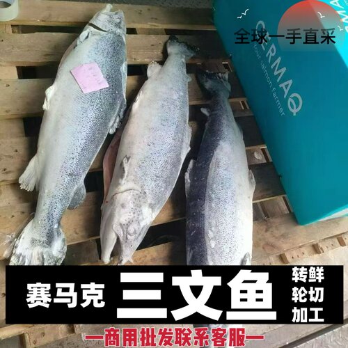 三文鱼进口赛马克整条新鲜鲑鱼冰鲜现切冷冻中段鱼腩轮切鱼