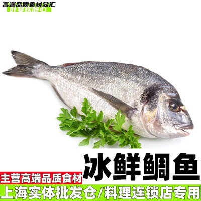 冰鲜鲷鱼转冷冻顺丰生鲜专送整条配送餐厅日料刺身食材批发可零售