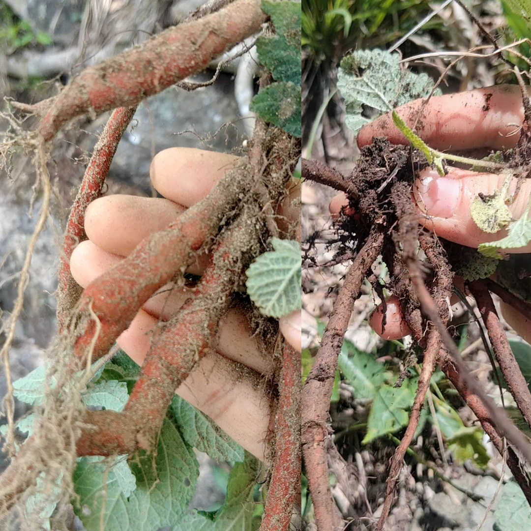 大别山野生山货500g赤@ 参血山参丹@参天然纯山野生长