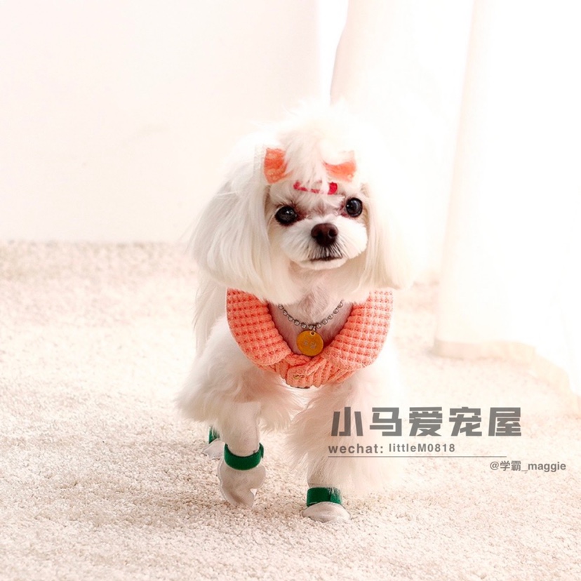 小马爱宠屋韩国cobokong狗狗