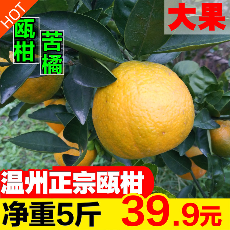 新鲜温州正宗瓯柑苦柑无农药欧柑农家自种精品苦橘水果5斤大果10