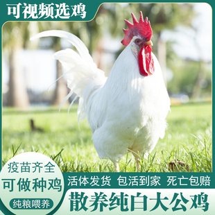 无杂毛纯白公鸡活的正宗散养三白鸡药引鸡青脚黄脚活鸡包活到家