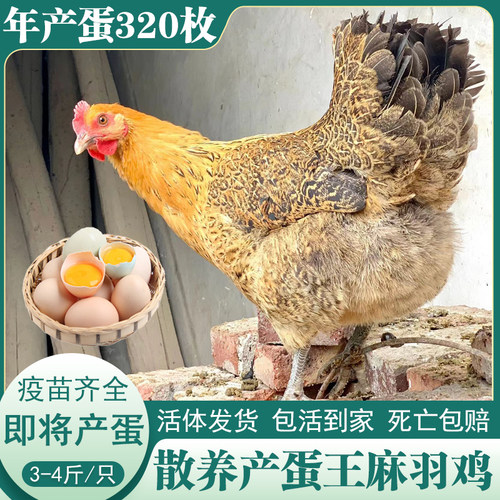 成年麻羽土鸡农家散养2只装
