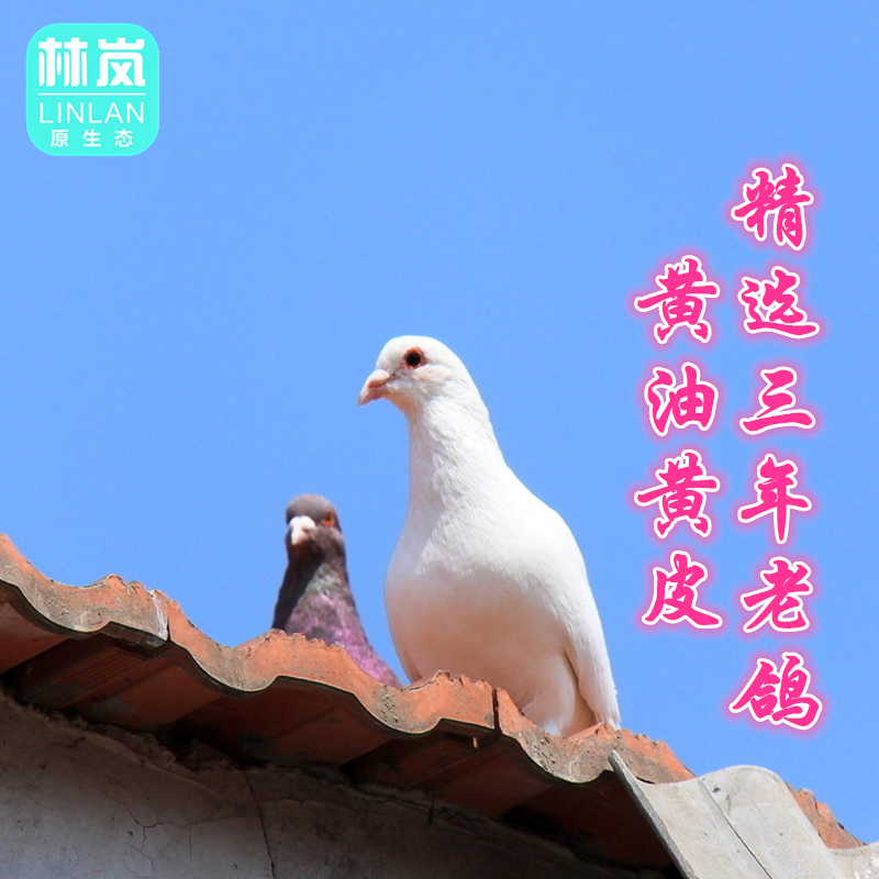 三年老鸽子黄油黄皮 鸽子肉散养精品老鸽子鸽子活体现杀包邮