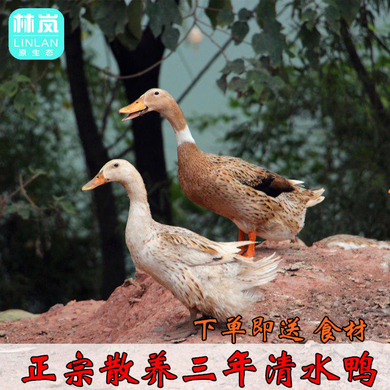 老鸭农家三年老鸭子水鸭母鸭土鸭麻鸭活鸭现杀新鲜放养草鸭