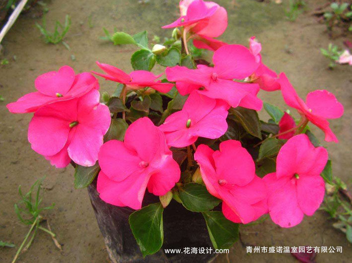非洲凤仙 非洲菊 瓜叶菊 国庆菊小苗 金盏菊 盆栽 金叶薯 婆婆纳