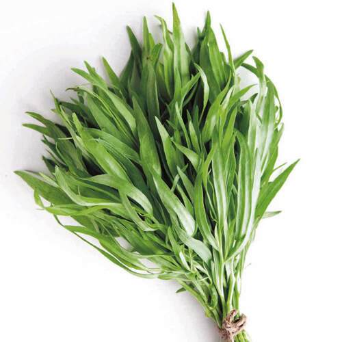 龙蒿Tarragon 香料  50g