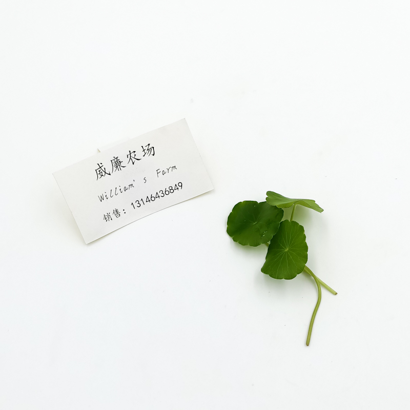 Coins-Grass Leaves(Hydrocotyle)铜钱草新鲜铜钱草叶新鲜旱金