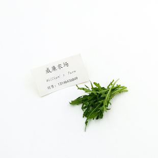 小叶芝麻菜 西餐沙拉食材 芝麻菜 Arugula 50g 蔬菜 小小芝麻菜