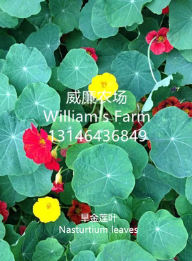 Nasturtium leaves旱金莲叶 新鲜旱金莲叶 铜钱草 可使用西餐装饰