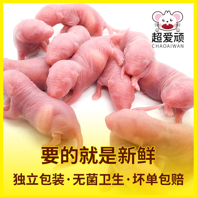 冷冻无菌乳鼠红皮猫粮小白鼠爬虫守宫龟龙角蛙龙鱼猪鼻玉米蛇饲料