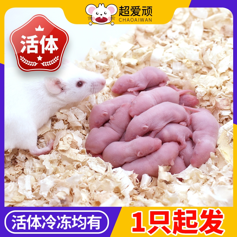 活体乳鼠小白鼠爬宠无菌饲料粉皮红皮白霜开口料宠物猫咪包邮