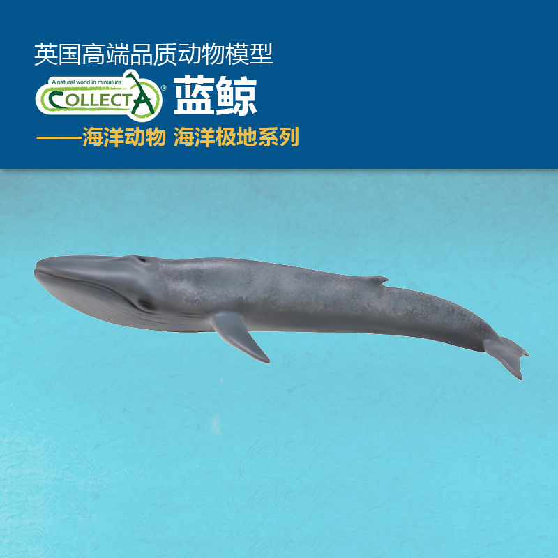 CollectA蓝鲸动物模型