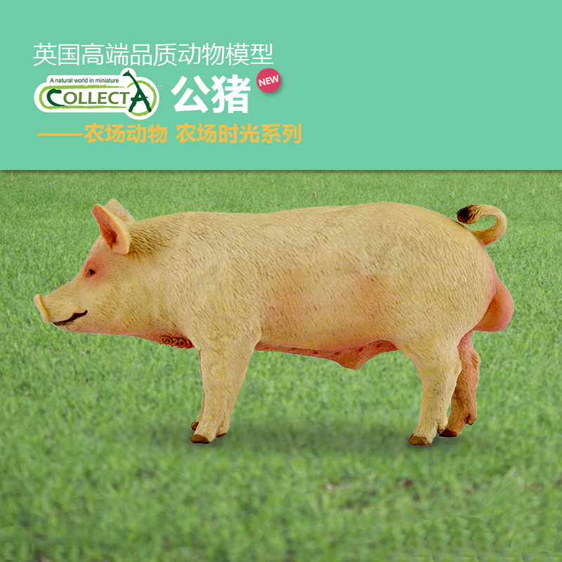认知Collecta公猪仿真动物模型