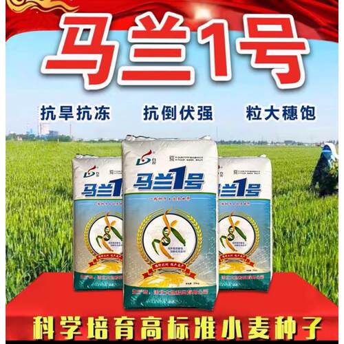马兰1号小麦种抗病抗倒新麦种产量高