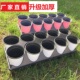 双色花盆塑料托盘11厘米加深假植盆加厚月季 扦插播种园艺基地黑方