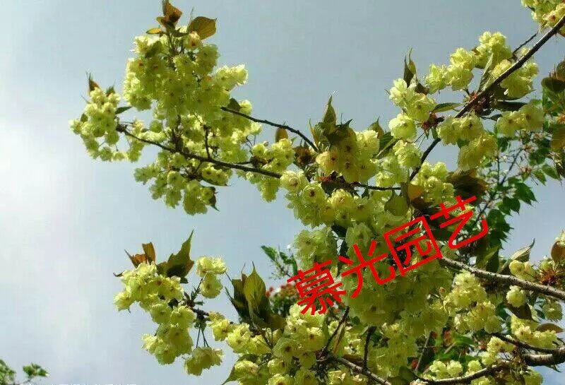 樱花奇品 绿樱扦插苗 2年苗龄