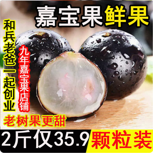 老树沙巴嘉宝果稀缺水果