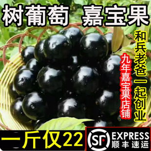 【老树--口感好】沙巴嘉宝果鲜果现摘树葡萄新鲜孕妇水果嘉多宝果